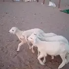بهم حري