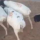 بالخرج برابر مرابي جذعان وشرط اللحمة