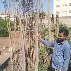 اشجار وشتلات اكاسيا نيدوزا