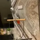 كاسكو أليف متكلم الون ثلجي فاتح