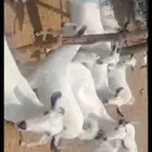 بسم الله الرحمن الرحيم اعرض لكم معزه العدد 100 راس