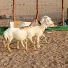 3 ضان رفديات