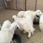 خرفان للبيع