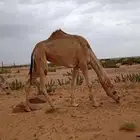 بكرة شقحاء للبيع