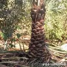 توريد وزراعه نخيل واشنطني وعربي بجميع المقاسات