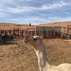 ناقه للبيع