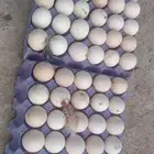 بيض رومي مخصب