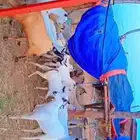 اعرض لكم معزه مشاء الله تبارك