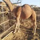 قعود فل شحم ولحم