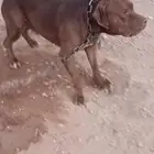 بتبول للتلقيح بريده
