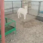 الطائف حي الواصليه