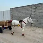 حمار اصيل رفيع