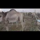 حشو سواكن طيبه