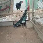 زوج سندي فاخر