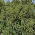 شتلات سدر بلدي