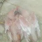 فرخين كناري لأهل الغر