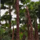 توريد وزراعه نخيل واشنطني وعربي بجميع المقاسات