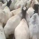 اعرض لكم ضأن رفيديات دفيع وقرايب ومولدات