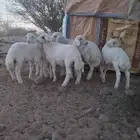 بهم هرافا تربية