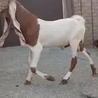 بيع تيس