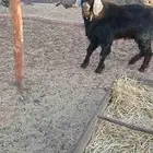 تيس فحل يقرع