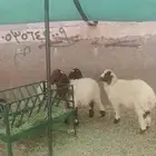 ذبيحتك لباب بيتك