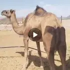 ناقه حمرئ مبيوع ولدها.