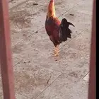 ديك بلدي  موقع بارق