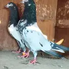 حمام باكستاني