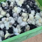 صوص فروخ دجاج لوهمان ابيض