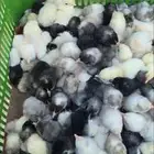 صوص فروخ دجاج تركي