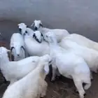 13 طلي فل شحم ماشاء الله للبيع جمله غو تفريد