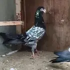 حمام باكستاني تيدي شينا