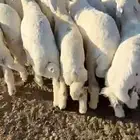 النوع طليان منادي وذبايح نظيفه الحاله   سليم شرط ومقفله شحم