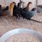 صيصان للبيع عمر2شهر