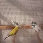 كناري طيور حب اربع ذكور على السوم بدون قفص ولامحكر