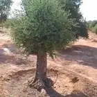شجر زيتون معمر