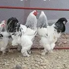 ديك أو ديوك براهما كولومبي أصيل للبيع
