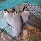 للبيع قهد العدد 3