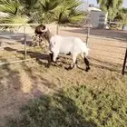 فحل نعيمي رباع جرم فاخر