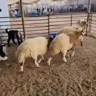 2 جذعان نعيم اردني تمايم ظهر وطرف