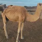 ابل للبيع كبار في سنها احوالها طيبه على السوم