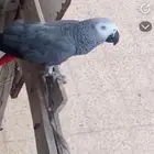ببغاء كاسكو