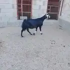 للبيع عنز عارضيه. دافع مبين. نظيفه شرط