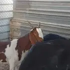 عنز باكستانية صنف الصنف لأهل الصنف السن سدس دافع سونار