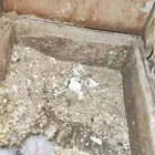 جوز كروان البينو عين حمرا