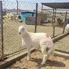 خرفان للبيع