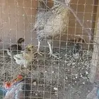 دجاجه مفرخه