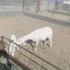 شاه صنف والد عليها خروف طول جرم وشعره . نظيف شرط.