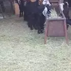 جفار عوارض للبيع